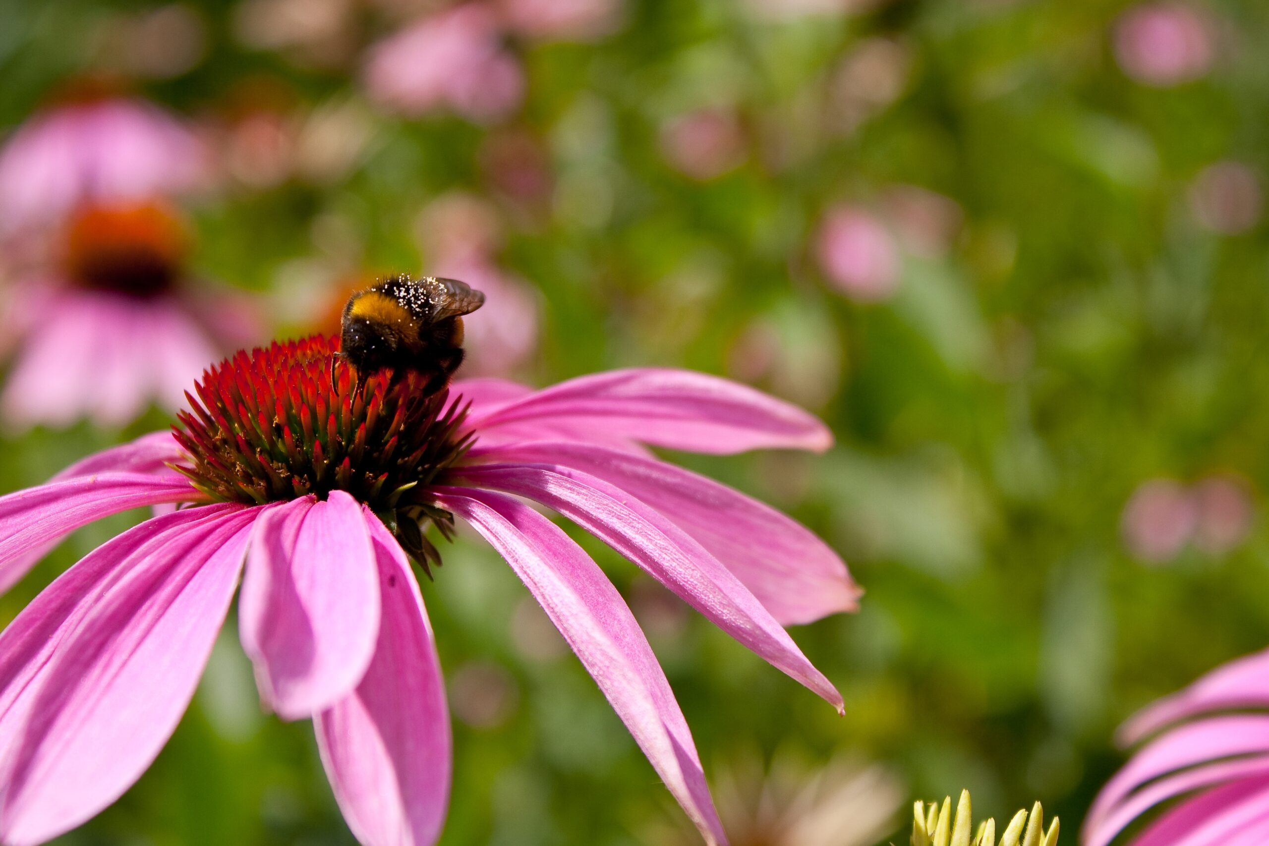 Purple Coneflower Echinacea Purpurea